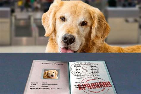 how much is a dog passport usa